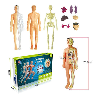 3D human body torso model learning toy for children showing detachable organs and skeleton with packaging box